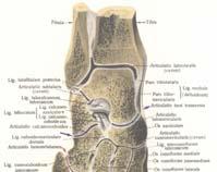 Zglob prednje strane os cuneiforme mediale i baze os metatarsale I Zglob prednjih strana os cuneiforme intermedium et laterale sa bazom ossa metatarsalis II, i III Zglob prednje strane os cuboideum
