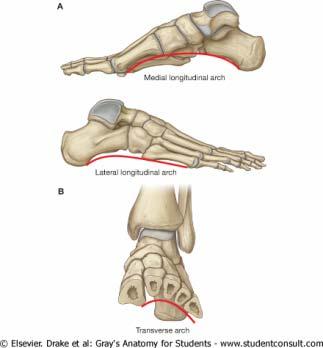 razlikuju dva svoda Uzdužni arcus pedis longitudinalis koji je najviši u nivou unutrašnje ivice stopala, pri čemu mu visina