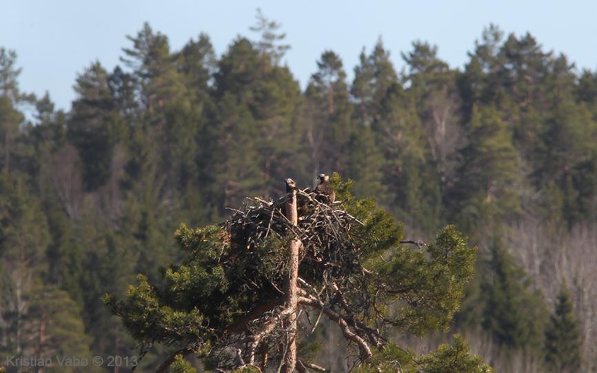 Hekkeplasser for kongeørn i produktiv skog - Oppland (fra 1-6 reir innen hver lokalitet) Antall hekkelokaliteter Antall hekkelokaliteter Ca 10 av 60 par som har ett av reirene i