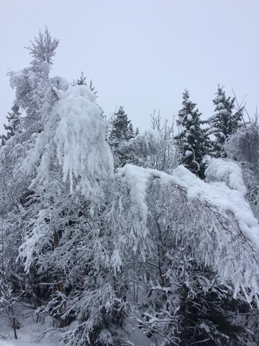 Trollskog! Ake fort!