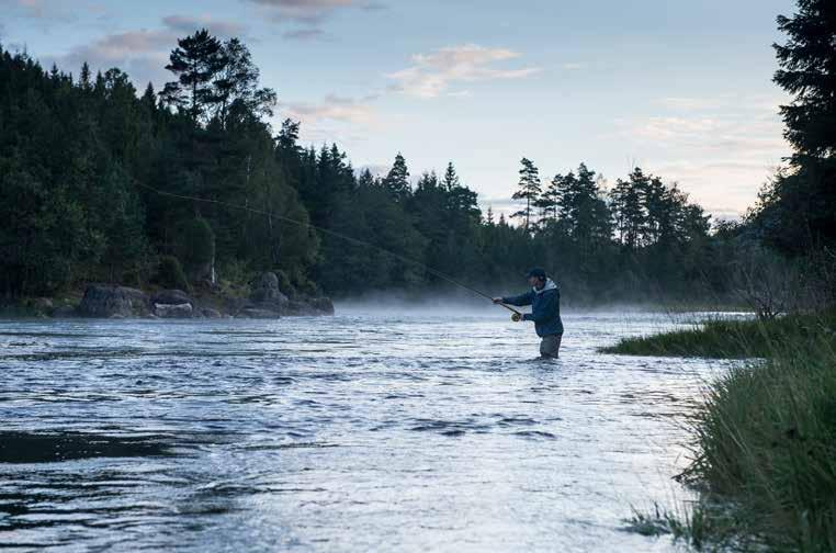 På rett sted til rett tid Etter en halv ti mes fis ke i ned re del flyt ter vi oss noen hundre me ter. En fornøyd herre kommer vandrende nedover elva med 3,5 kilo dryp pen de laks i hån den.