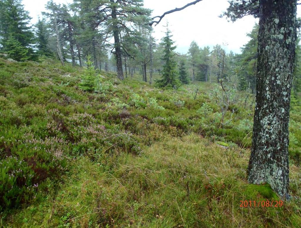 Typisk bilde fra den åpne furuskogen på sørsida av