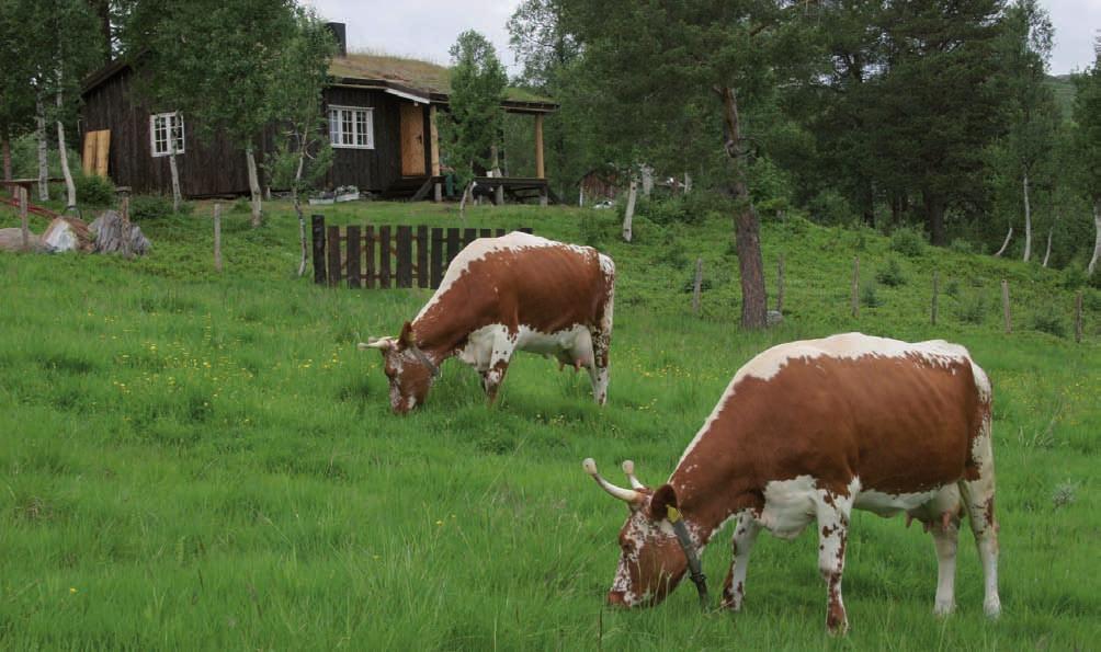 Grunnlaget for driftsformen Økologisk landbruk bygger på et helhetssyn, hvor matproduksjonen settes inn i en større sammenheng.