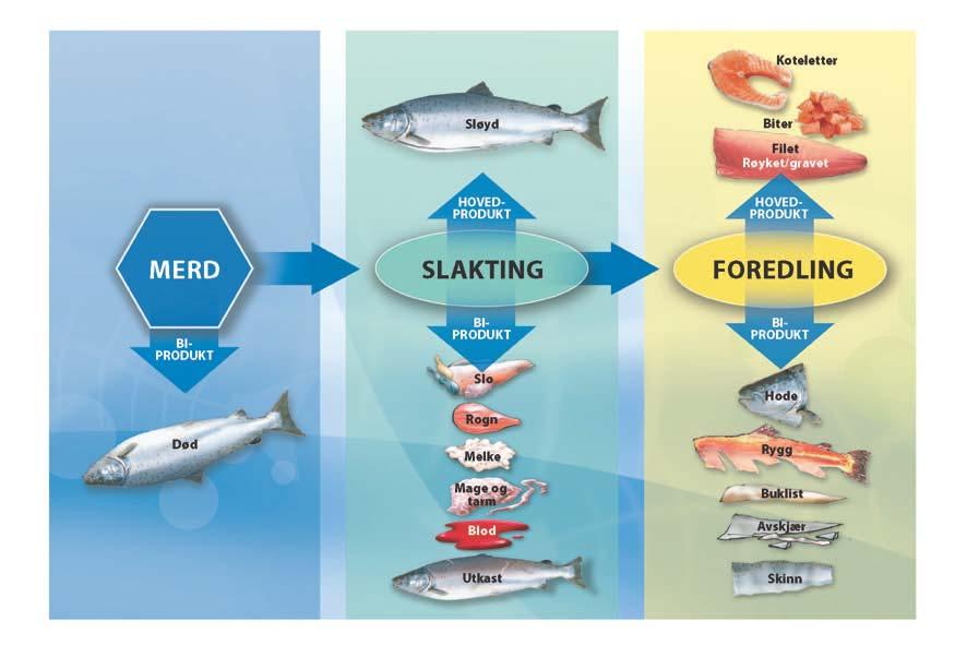 3 Verdiskaping basert på laks og ørret 3.1 Laks og ørret som råstoff Laks og ørret har mange mulige anvendelser og blir i dag benyttet til en rekke ulike produkter.