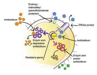 Treponema denticola. (iv) Antibiotika blir inaktivert, for eksempel gjennom enzymatisk degradering.