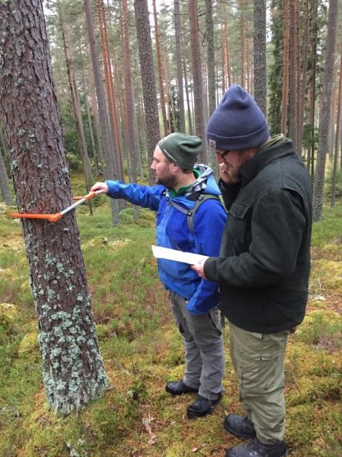 Grøntlager på rot Tilrettelegger for plukking av kvalitetsvirke på rot i skogen, til øremerkede restaureringer av fredete og verneverdige bygninger