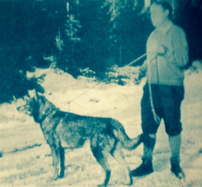 Njch Tarrak, Njch Cindy og Sfuch,Such,Nord Jch Bamse. Bamse ble igjen brukt som avlshund både i Norge, Sverige og Finland og fikk flere jaktchampioner etter seg.
