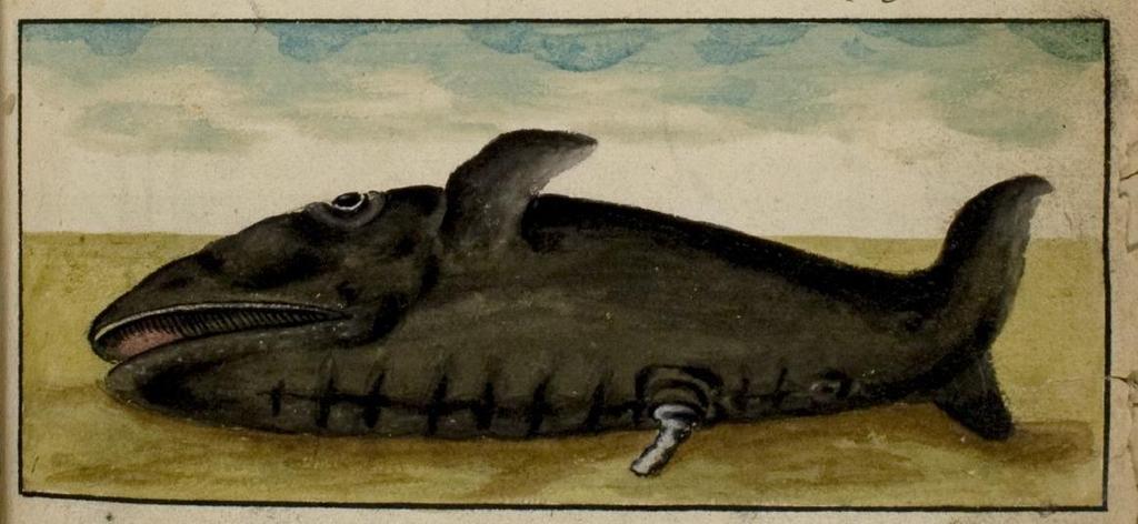 Kilde: New Bedford Whaling Museum, USA. Figur 8. R. Fotherby, 1613.