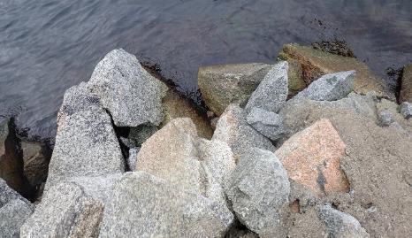 ) på undersida av steinar, og litt grønalgar, før eit belte med blæretang i overgangen mellom strand- og sjøsone.