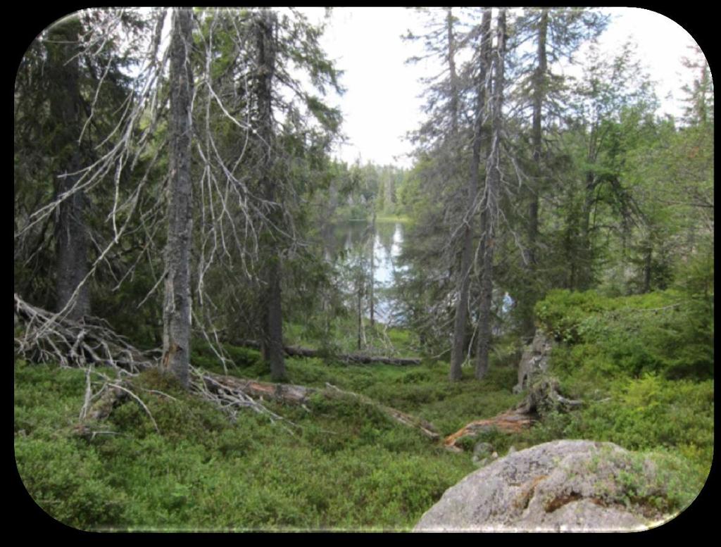 Gammel glissen urskogsnær fjellskog.