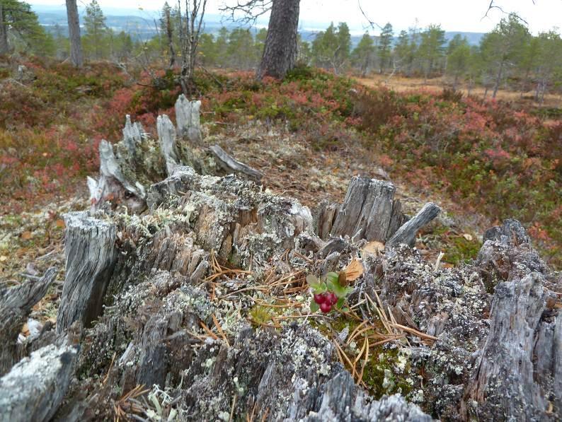 Andre eksempler på krevende planter i rike vegetasjonstyper i områder er: Tyrihjelm, taggbregne, liljekonvall, hengeaks, markjordbær, bergfrue, gulsildre, grannsildre, grønnburkne, fjellfrøstjerne,