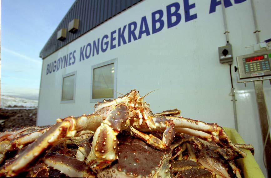 Kongekrabbe utenfor mottaksanlegg ved Bugøynes, Neiden vannområde. Foto: Fiskeriforskning. Fig 6.1. Status per 07.06.