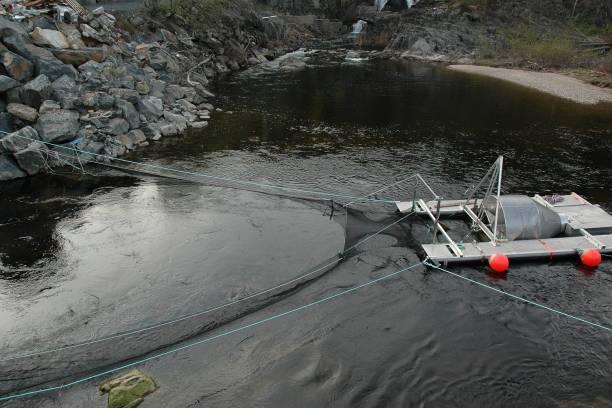 Plasseringen av smoltskruen gjør at vi ikke kan estimere hvor stor andel av fisken som utvandret gjennom minstevannføringsløpet i forhold til tunnelen.