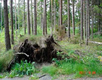 2: 3: OMRÅDEBESKRIVELSE Brukerinteresser I randsonen mot havet er skogen sterkt påvirket av vær og vind. Det finnes mange enkelttrær og bestand av bl.a. furu som har fått helt særegne vekstformer som for eksempel på utsiden av Hove og i Bjelland - Botneområdet.