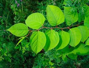 10 cm lange, og stenglene som er hule, bambuslignende blir stående igjen når planten fryser ned om høsten. Om våren skyter plantene raskt med nye skudd fra basis.