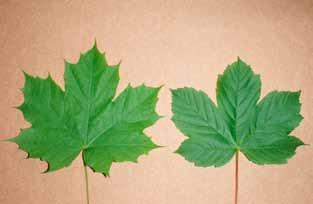 Platanlønn (Acer pseudoplatanus) kommer fra ås- og fjellområder i Sør- og Mellom-Europa. Til Norge kom planten som prydtre, trolig rundt 1750. Først ble den plantet i større hager og parker.