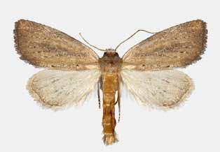 3: 2: Brukerinteresser OMRÅDEBESKRIVELSE 2.5.3 Sommerfugler og insekter Det finnes en rekke sommerfuglarter i Raet lvo. I Insekt-Nytt nr. 3 2003 årg.