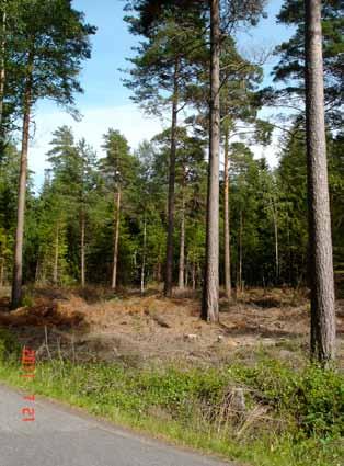 4: Forvaltningsmål EVALUERING AV TILTAK og bevaringsmål, OG RETNINGSLINJER tiltak I FORVALTNINGSPLANEN og generelle retningslinjer FRA 2005 Figur 68: Fra hogst ved Strandhuset.