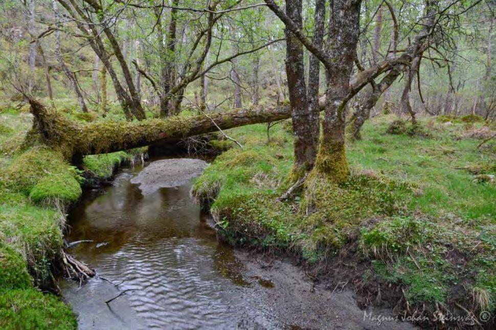 Ta vare på vassdragsnaturen Kantvegetasjon Sumpskogar Sidebekkar