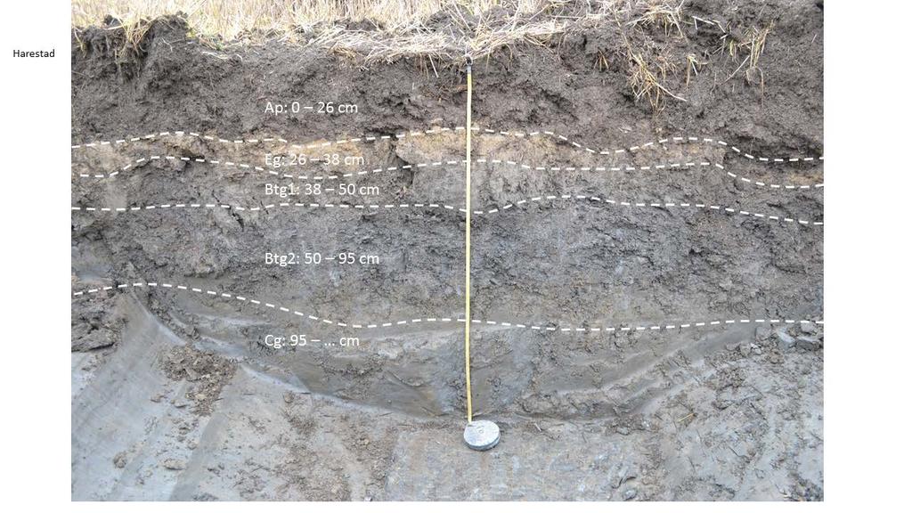 Figur 3.22: Jordprofil Harestad (SG) (Foto: Trond Knapp Haraldsen) 3.2.4 Oppsal - Frestad Når det gjelder jordsmonnet på Oppsal, bygger vi på vurderinger ut fra foreliggende jordsmonnskart siden det ikke er gjennomført egne undersøkelser på eiendoen (Figur 3.