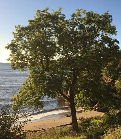 5.3.2 Grøntområder vei/gate/torg Grøntområder langs kommunal vei, gate og torg omfatter: gatetrær, rabatter, grøntanlegg og beplantning langs og i tilknytning til kommunale gater og veier.