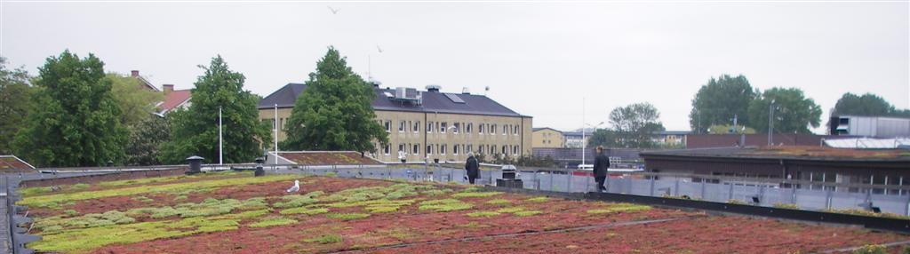 Avrenningsforsøk på 3 cm sedum tak Resultater fra Malmø -