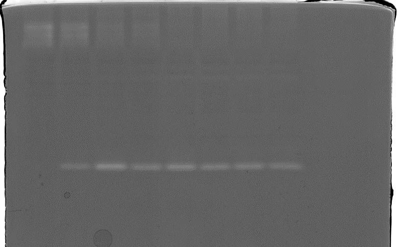 Protease i korn under kornfylling Substrat: Gelatin Høstdato 26/8 3 2/9