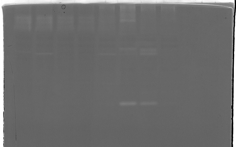 Protease i korn under kornfylling Substrat: Gelatin Gluten Høstdato 8/8 11 15 18 23