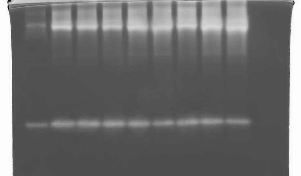 Protease i Fusariuminfisert korn under