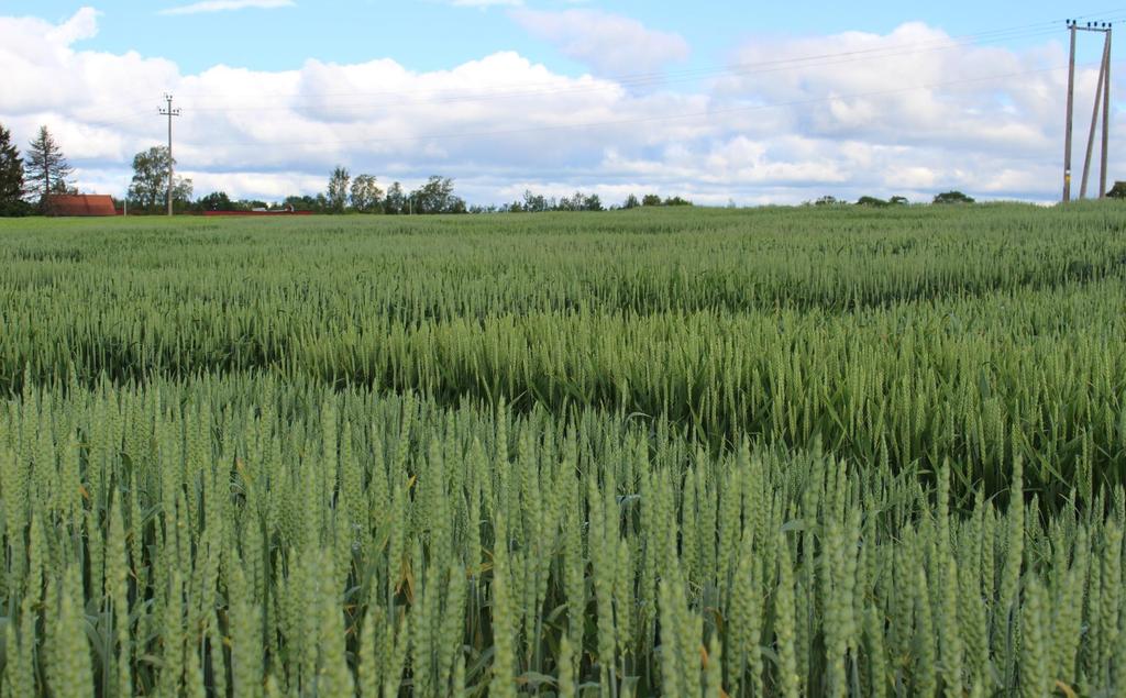 Materialer Feltforsøk Hvetesort: Bjarne Felt: Apelsvoll og Vollebekk År: 15-16 Fusarium infisert Hvetesort: Bastian Felt: Vollebekk År: 16 Aks/korn ble høstet under kornfylling