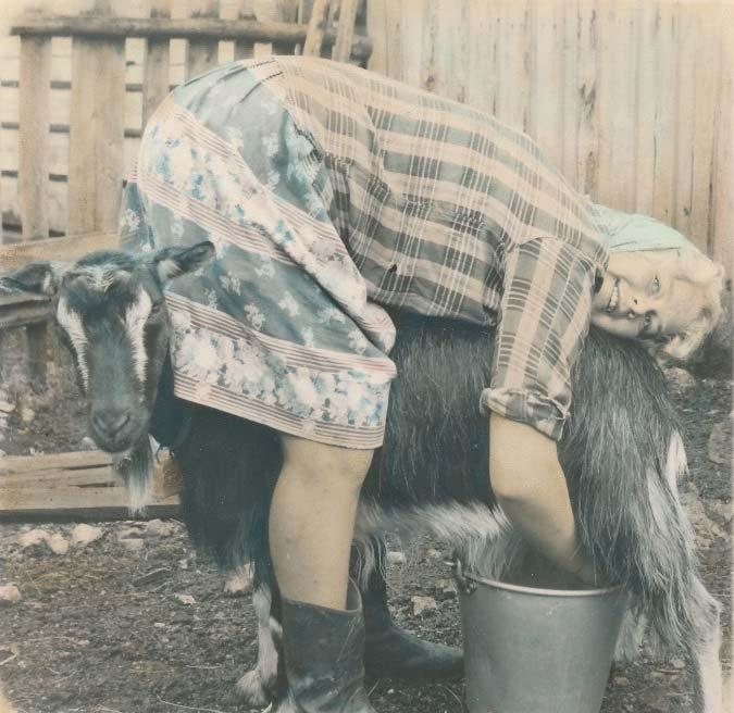 Figur 6.3.4. Bilete frå då Mari Langleite Barrusten var budeie på Mysubytta i åra 1961 64. Foto: Mari Langleite Barrusten.