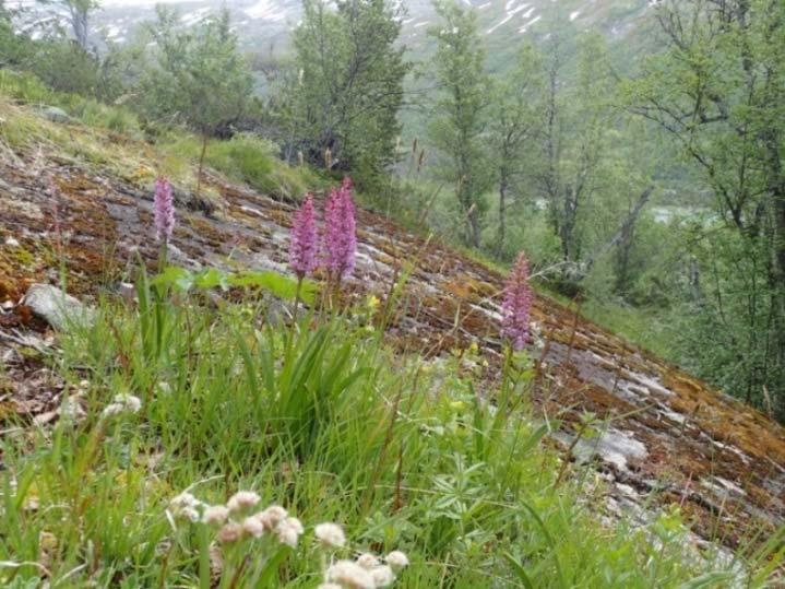 småbergknapp, stjernesildre, bakkesøte, hengjeaks og blålyng. Bilete 2. Lokaliteten er artsrik, og har mellom anna ein stor populasjon av orkideen brudespore. Foto: Pål Thorvaldsen/ NIBIO.