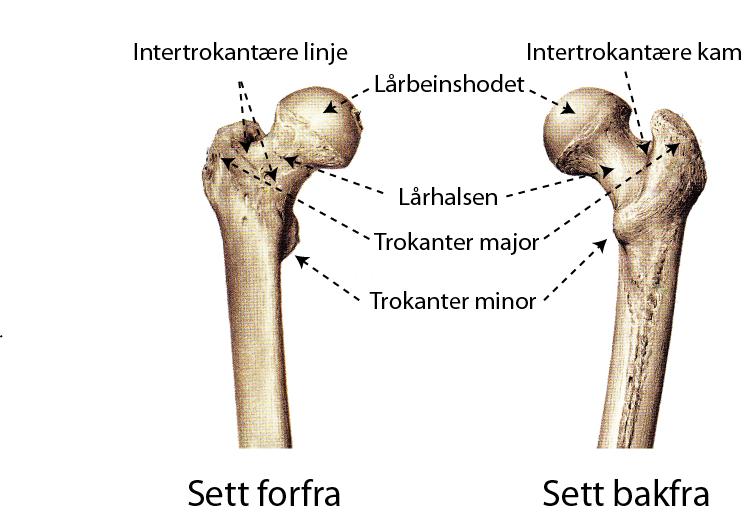 Området under trokanter minor (subtrokantær) danner nedre del av den trokantære regionen og består hovedsakelig av tykt kortikalt bein [15]. Figur 2.