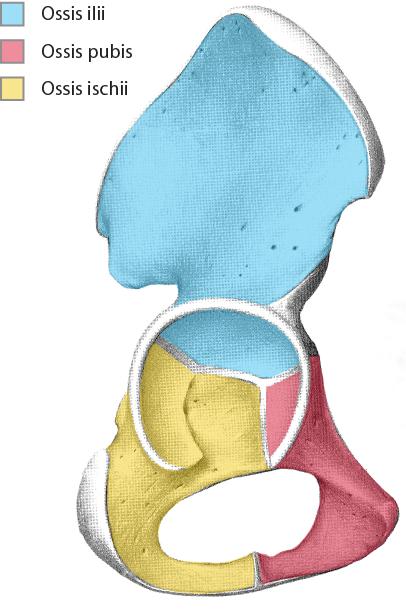 Hulrommet i acetabulum vender skrått fremover, utover og nedover, og rundt kanten av acetabulum ligger labrum acetabulare.