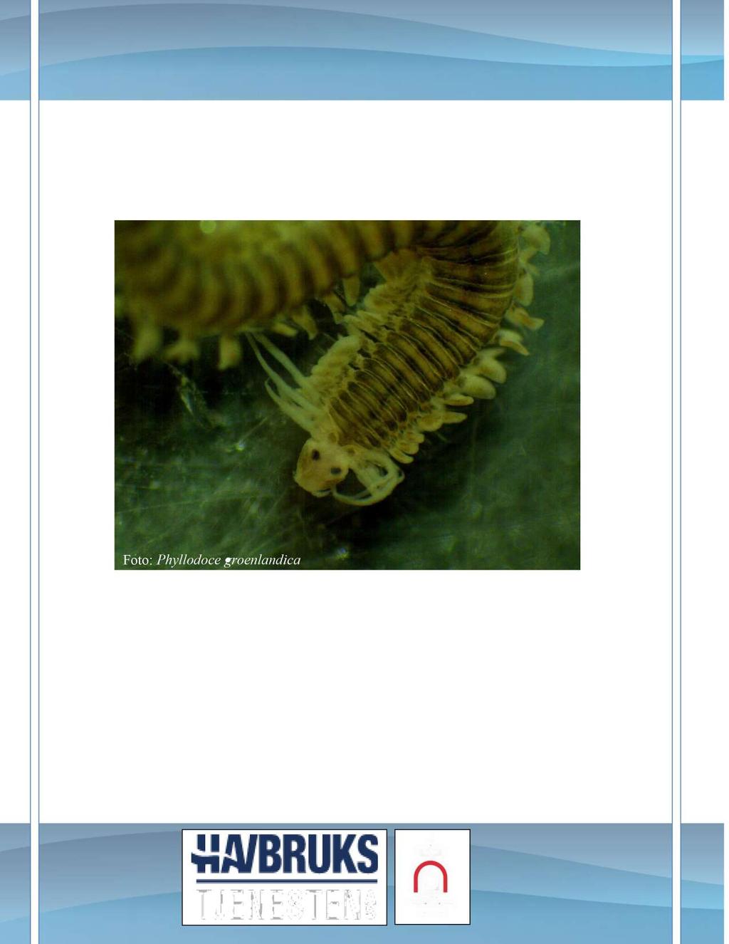 Bløtbunns faunaundersøkelse NS - EN ISO 16665 :2013 Foto: Phyllodoce groenlandica L okalitet: