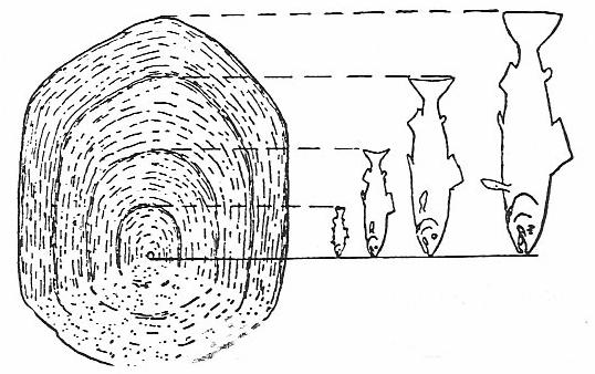 Figur 3.6: Skjematisk fremstilling av antatt sammenheng mellom skjellvekst og fiskevekst (Sømme 194).