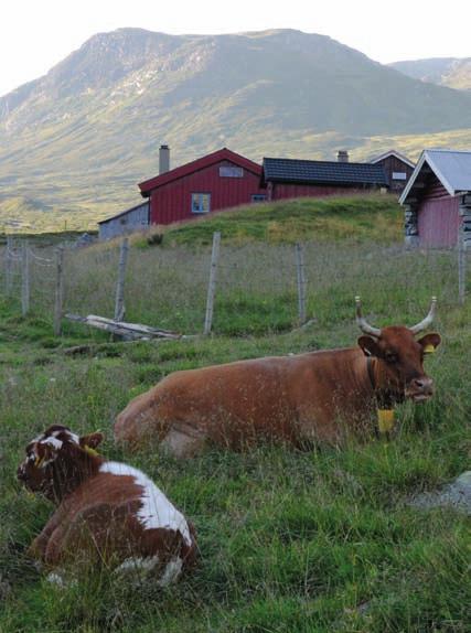 rapport riksantikvaren er direktorat Oppland - Valdres Verdiskapingsprrammet på kulturminneområdet for kulturminneforvaltning er faglig rådgiver for Miljøverndepartementet i utviklingen av den