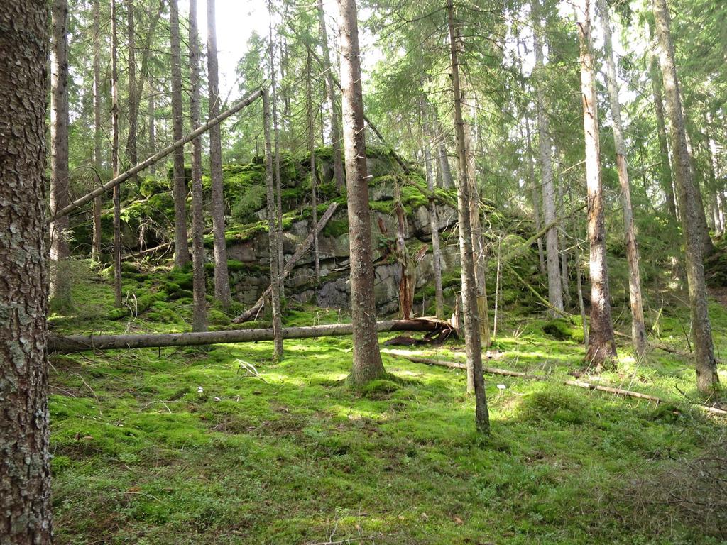 Bilder fra området Høgfjellet Frodig eldre