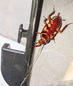 Denne hadde vel et ﬁnt mønster? Frykten for kakerlakker. Hva da når den har en annen farge en den brune ekle? For vi har dem også her i Maspalomas.