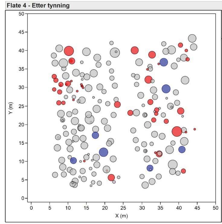 Figur 7. Trærs plassering på flate 3. Sirkelstørrelsen angir grunnflaten til hvert enkelt tre i forhold til andre trær. Sirklene har forskjellig størrelse før og etter tynning.