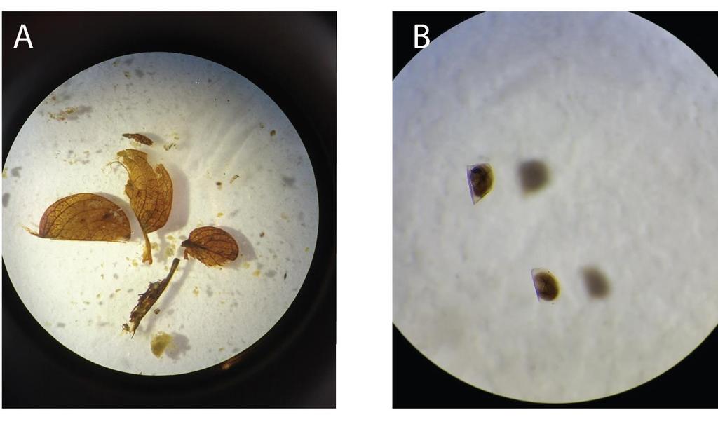 Kapittel 3 Metoder og datagrunnlag trolig var en art av slekten Polytrichum (bjørnemose), ifølge Anne Bjune (Biologisk institutt, UiB).