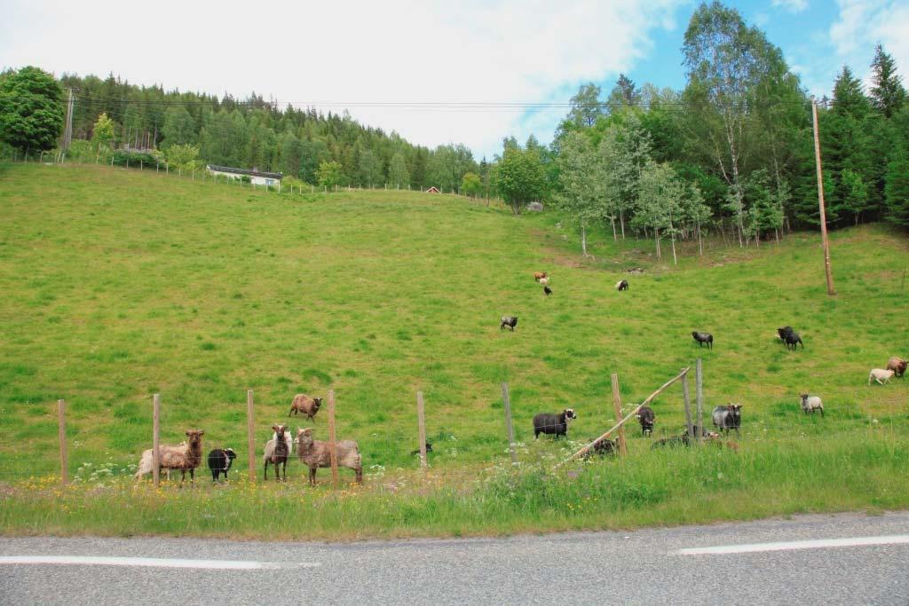 Figur 3. Tidligere kartlagt slåttemark på Bakko i Etnedal.