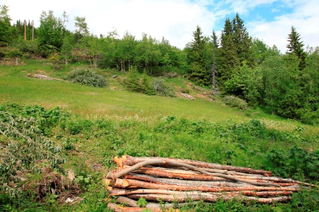 Figur 5. I slåttemarka på Nordre Fjell vokser dragehode (VU) i kantsona (slåttemarkskant) øverst i bildet.