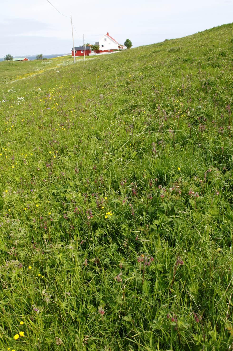 VEDLEGG 2 Bilder Bilde 1. Lokalitet 1, slåttemark. Bilde viser skråningen av haugen, som skråner fra øst ned mot vest. Bilde er tatt i nordlig retning.