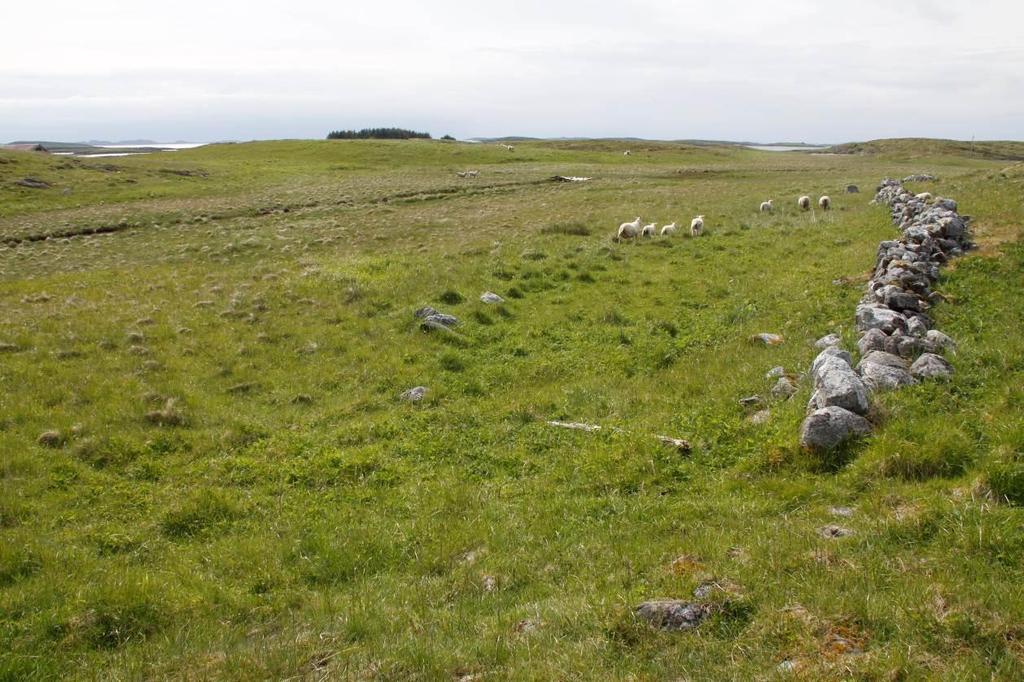 Bilde 2. Det gamle steingjerdet som skiller strandenga i øst fra naturbeitemarkslokaliteten i vest.