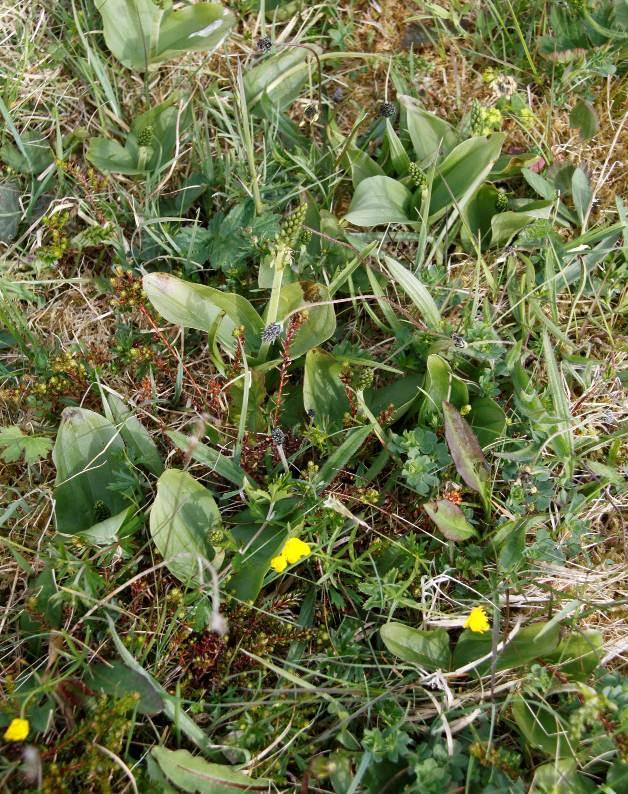 Bilde 4. Stortveblad er en av flere kalkkrevende arter som er å finne i naturbeitemarka. Foto: Thomas H.