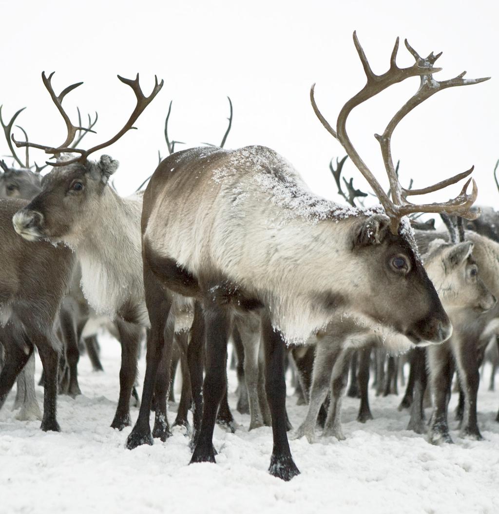 Innledning Rein er en viktig del av samisk kultur og en viktig bestanddel i samisk tradisjonell kost. Arktisk tradisjonell kost har høy næringstetthet, men kan også inneholde miljøgifter.