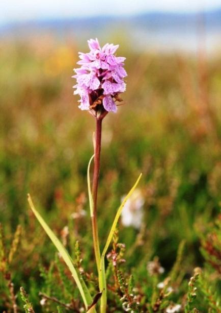 Bilde 4: (venstre) Purpurmarihånd (Høyre) Trehumle på en blåknapp Foto: Brit Agnes Buvarp En særpreget art i området er tindved, som er en pionerart på grusører, elveos, sanddyner, strandberg og