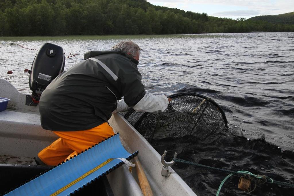 Størrelse Gytefisk Blank laks/vanskelig å fastsette kjønn Hann Ho 500 599: 8 5 2 600 699: 10 12 2 700 799: 8 10 Mens det i fjor var et stort innslag av fisk