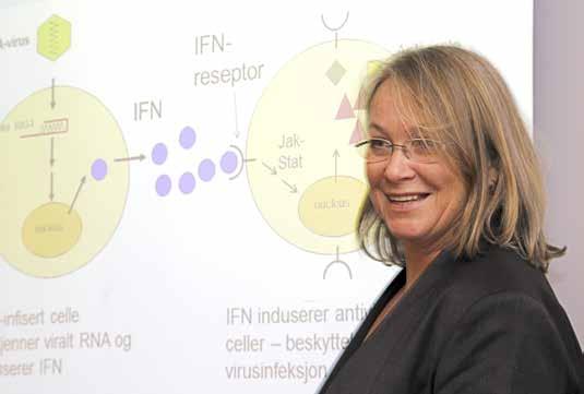 Avslører virusenes hemmeligheter Forskerne har delvis avslørt hvordan ILA- og IPN-virus lurer laksens immunforsvar. Effektive virusvaksiner er nå innen rekkevidde.